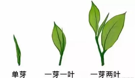 摘茶葉最快的方法，采摘茶葉怎么才能快？