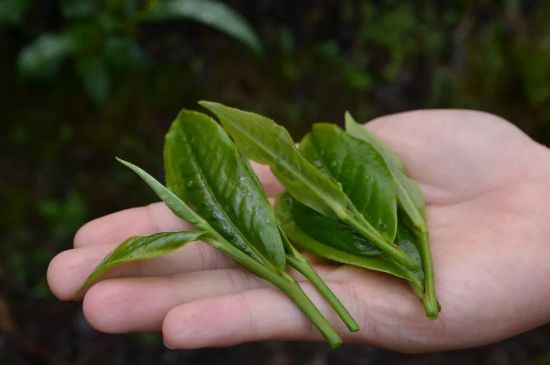 單樅茶什么季節(jié)最好喝，鳳凰單叢茶春茶好還是秋茶好？