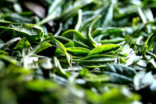 荒野銀針市場價多少，真正的荒野白毫銀針多少錢？
