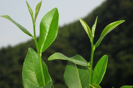 單樅茶什么季節(jié)最好喝，鳳凰單叢茶春茶好還是秋茶好？