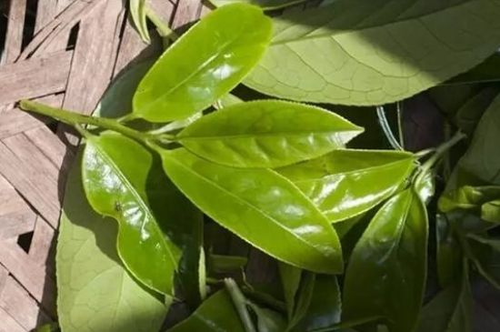 鴨屎香茶哪些人不能飲，什么人不能喝鴨屎香