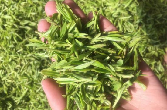 龍井好喝還是毛尖好喝，綠茶是龍井好還是毛尖好？