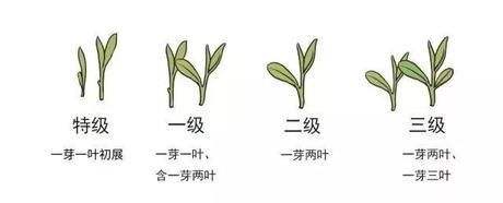 烏牛早和龍井的區(qū)別圖片，龍井43號(hào)和烏牛早茶的對(duì)比