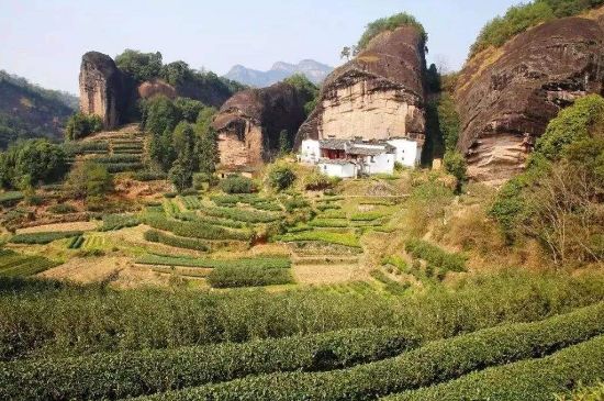 馬頭巖肉桂是大紅袍嗎，大紅袍肉桂屬于什么茶？