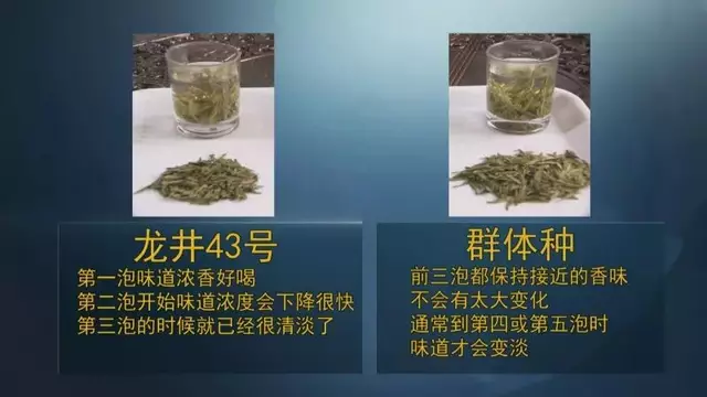 龍井群體種和43號的區(qū)別圖片，龍井43和群體種哪個好喝？