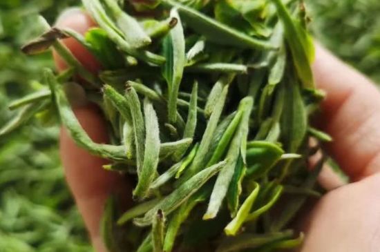 金壇雀舌算不算好茶，金壇雀舌屬于什么檔次茶葉？
