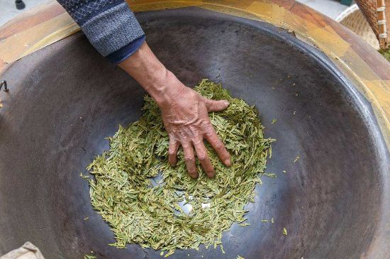 雀舌有一股青草味，雀舌為什么有青草味？