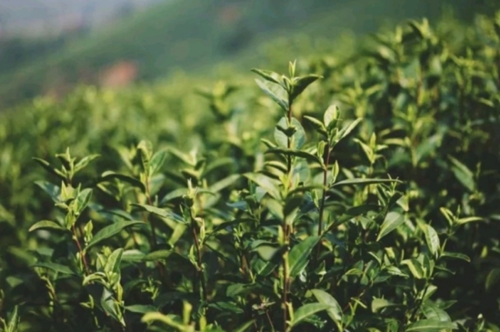 龍井是明前的好還是雨前的好，明前茶和雨前茶哪個(gè)好喝？