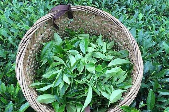 鴨屎香單叢雪片茶的特點(diǎn)，鳳凰雪片茶有什么特點(diǎn)？