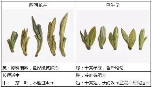 烏牛早和龍井的區(qū)別圖片，龍井43號(hào)和烏牛早茶的對(duì)比