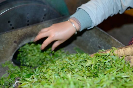 雀舌有一股青草味，雀舌為什么有青草味？