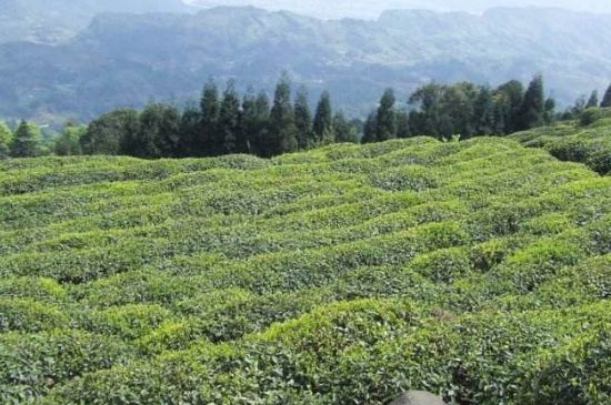 蒙頂山茶種類，蒙頂山哪種茶好？