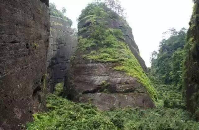 武夷山為什么盛產(chǎn)茶葉，武夷山茶為什么好喝？