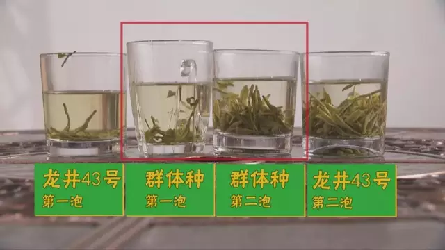 龍井群體種和43號的區(qū)別圖片，龍井43和群體種哪個好喝？
