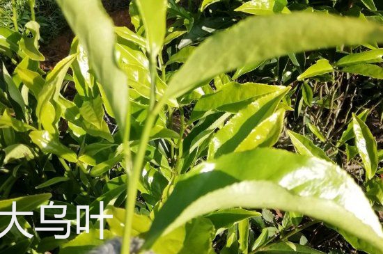 鴨屎香和大烏葉是同一種茶葉嗎，單叢大烏葉和鴨屎香有什么區(qū)別？