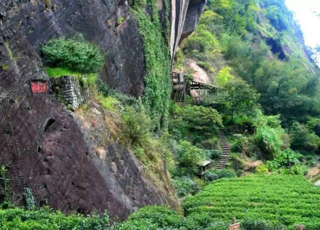 武夷山為什么盛產(chǎn)茶葉，武夷山茶為什么好喝？