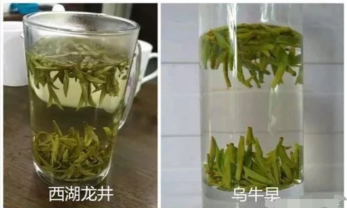 烏牛早和龍井的區(qū)別圖片，龍井43號(hào)和烏牛早茶的對(duì)比