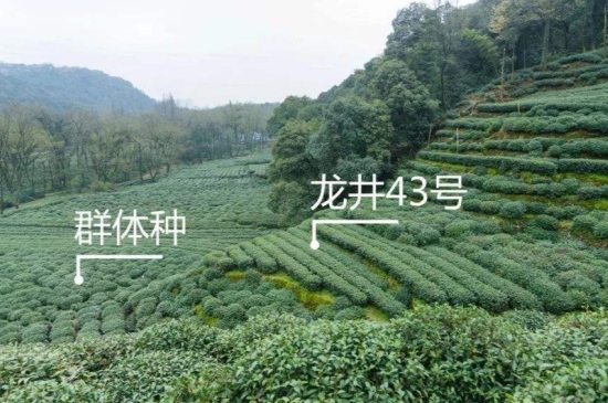 43號龍井屬于好茶嗎，龍井茶43號是什么意思？