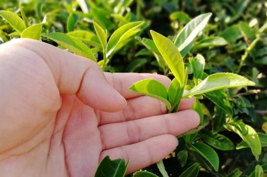 大紅袍四大品種有哪些，大紅袍的種類(lèi)和著名品種特點(diǎn)介紹