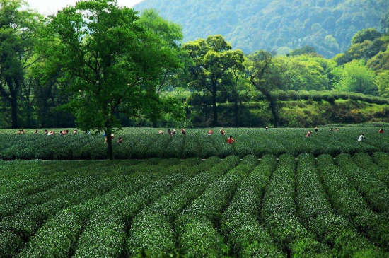 蘇州碧螺春東山好還是西山好，洞庭碧螺春西山和東山哪個(gè)好？
