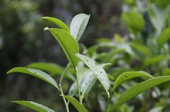 單叢茶十大香型以及常見品種大全，潮安鳳凰單樅十大名香歸類