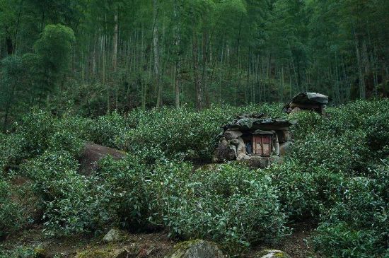300塊錢的金駿眉能喝嗎，兩三百多金駿眉和一千多區(qū)別