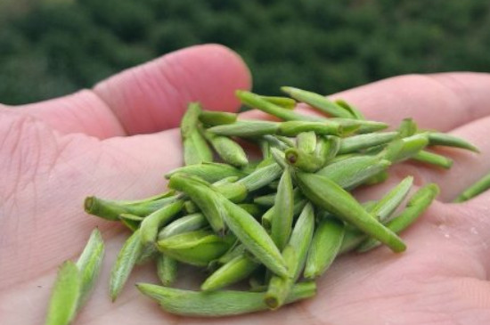 什么綠茶茶葉唇齒留香，哪個品種綠茶香氣好？