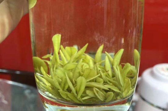 茶中奇葩黃金芽，安吉白茶中黃金芽的特點