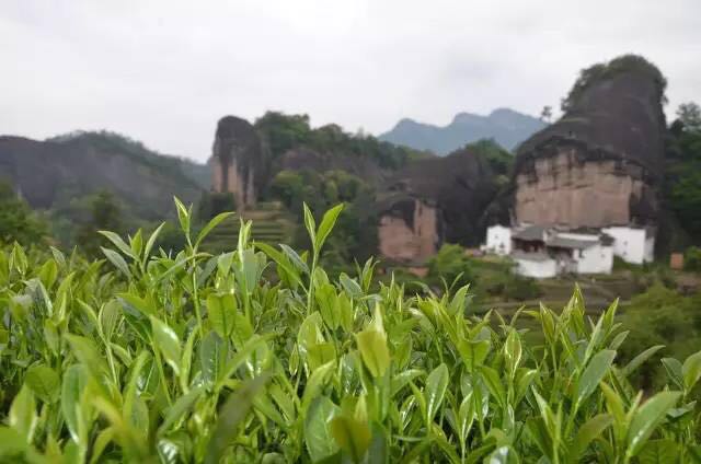 武夷山為什么盛產(chǎn)茶葉，武夷山茶為什么好喝？