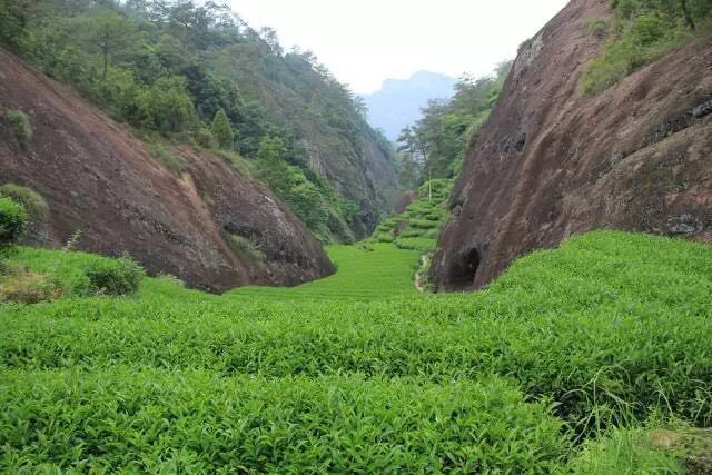 武夷山為什么盛產(chǎn)茶葉，武夷山茶為什么好喝？