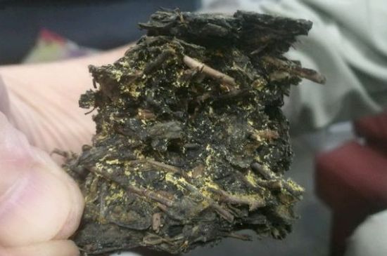 伏茶里的金花是黃曲霉素嗎，金花茯茶里的是什么菌