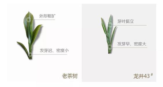 43號龍井屬于好茶嗎，龍井茶43號是什么意思？