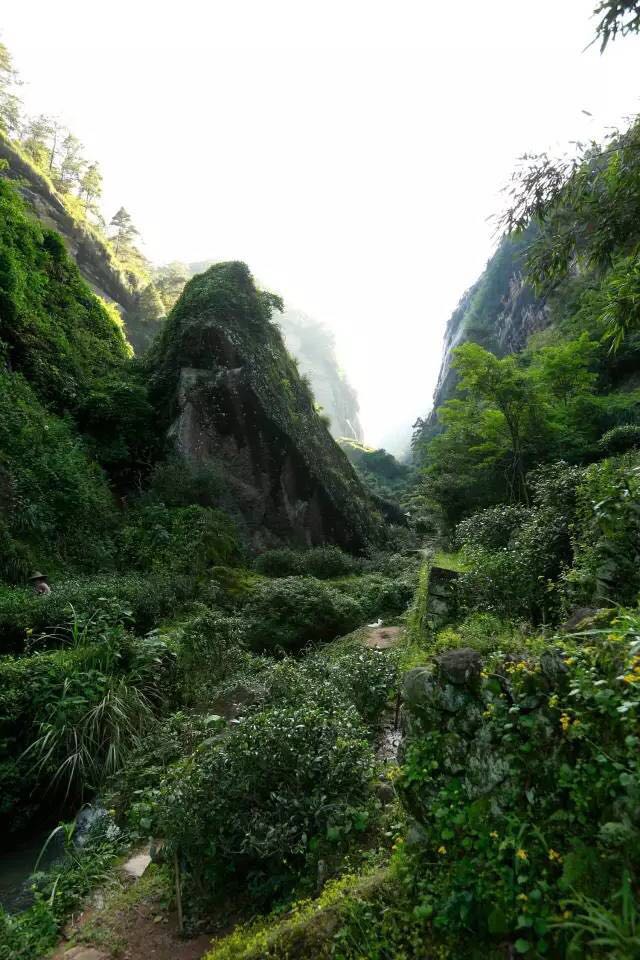 武夷山為什么盛產(chǎn)茶葉，武夷山茶為什么好喝？