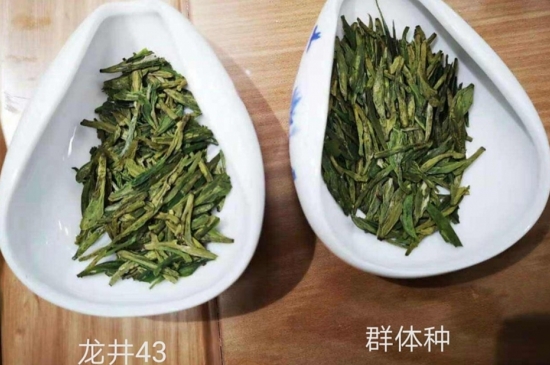 43號龍井屬于好茶嗎，龍井茶43號是什么意思？