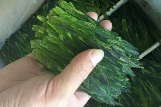 什么綠茶味道濃香，那個(gè)綠茶比較濃香？