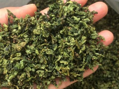 鐵觀音毛茶茶?？梢耘菟葐幔F觀音帶梗是不是好茶？