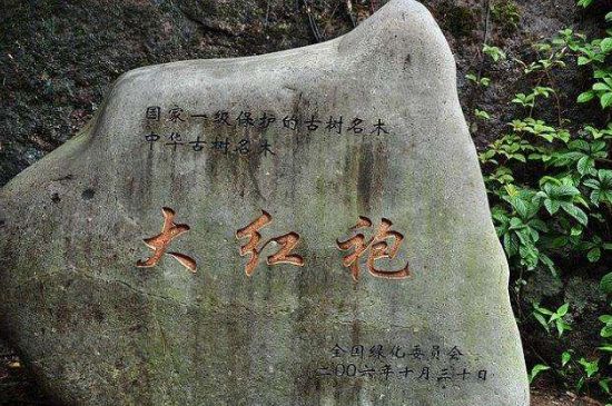 母樹大紅袍給誰喝了，為什么母樹大紅袍叫三棵六株？