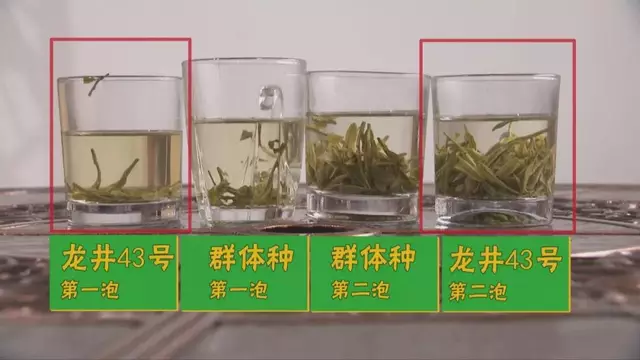 烏牛早和龍井的區(qū)別圖片，龍井43號(hào)和烏牛早茶的對(duì)比