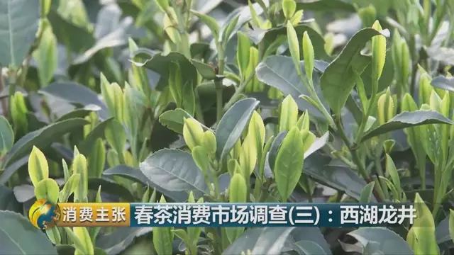 龍井群體種和43號的區(qū)別圖片，龍井43和群體種哪個好喝？