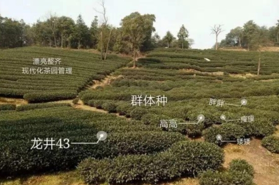 43號龍井屬于好茶嗎，龍井茶43號是什么意思？