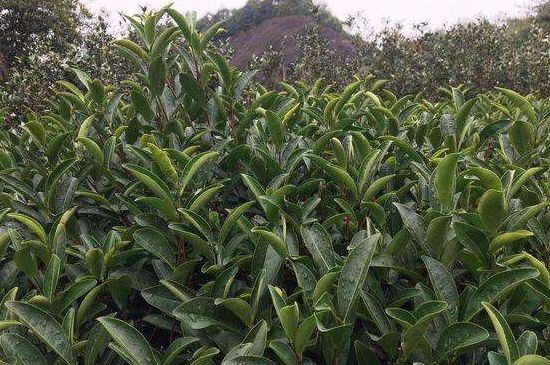 馬頭巖肉桂是大紅袍嗎，大紅袍肉桂屬于什么茶？