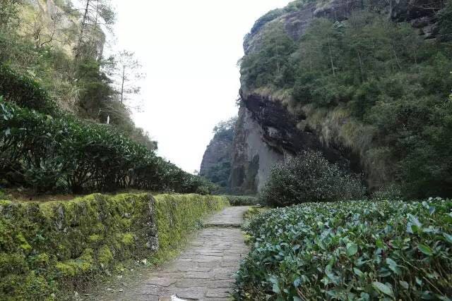 武夷山為什么盛產(chǎn)茶葉，武夷山茶為什么好喝？
