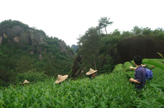 肉桂茶和大紅袍哪個貴，武夷山肉桂與大紅袍的價格比較