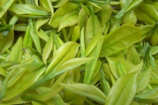 茶中奇葩黃金芽，安吉白茶中黃金芽的特點