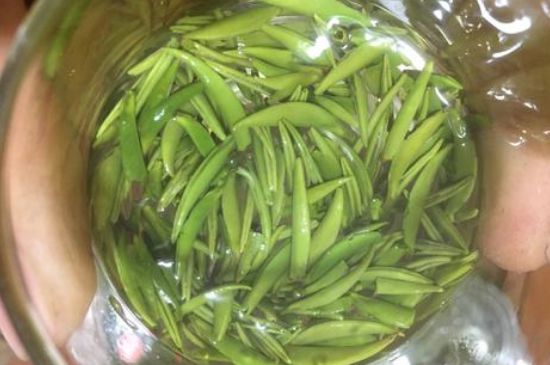 雀舌有一股青草味，雀舌為什么有青草味？