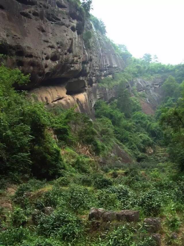 武夷山為什么盛產(chǎn)茶葉，武夷山茶為什么好喝？