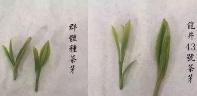 43號龍井屬于好茶嗎，龍井茶43號是什么意思？