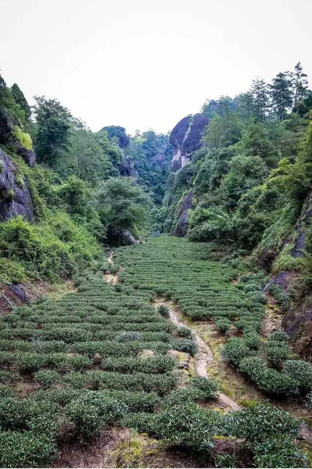 武夷山為什么盛產(chǎn)茶葉，武夷山茶為什么好喝？