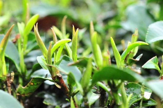 單樅茶什么季節(jié)最好喝，鳳凰單叢茶春茶好還是秋茶好？