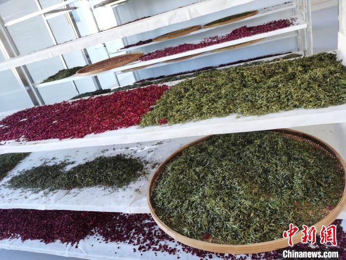 圖為王玲玲收購(gòu)的各種山茶。　王鳴遠(yuǎn) 攝
